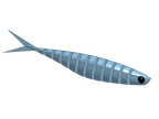 SWIM CHOVY 105